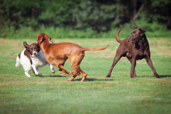 オープンエリアで遊ぶ3頭の犬