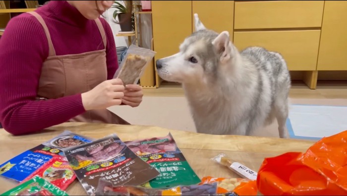 女性が持っているおやつの匂いを嗅ぐ犬