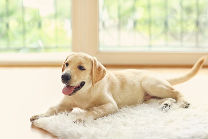 白いラグとラブラドールの子犬