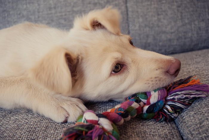 おもちゃを噛んで遊ぶ犬