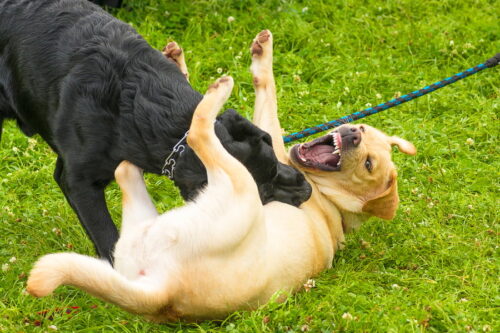 じゃれ合う犬たち