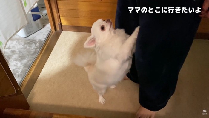 「ママのところに連れて行って!」