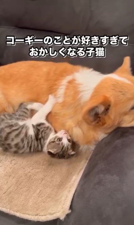 「ねえねえ、構って~」