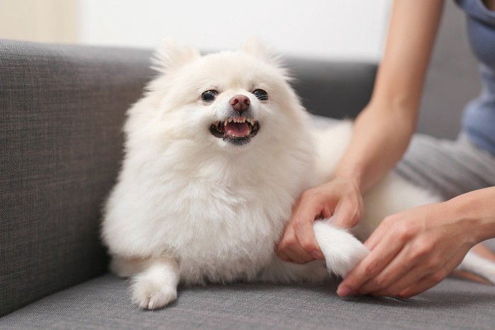 前足を触られて嫌がる犬