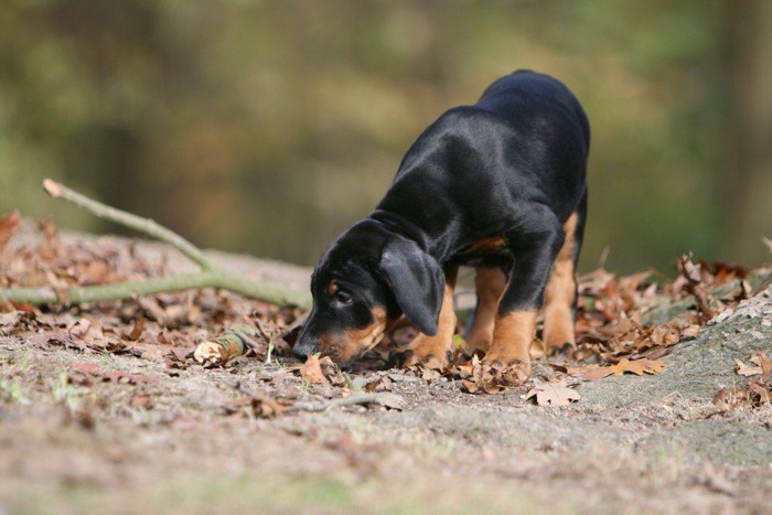 トイレの後にニオイを嗅ぐ犬