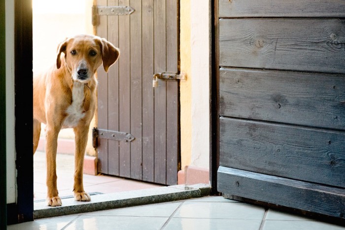 部屋の入口に立つ犬