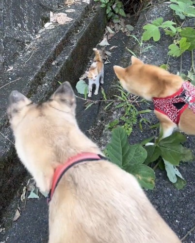 子猫を覗き込む2匹の犬