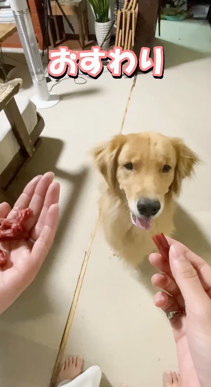 犬にお座りの指示をする飼い主