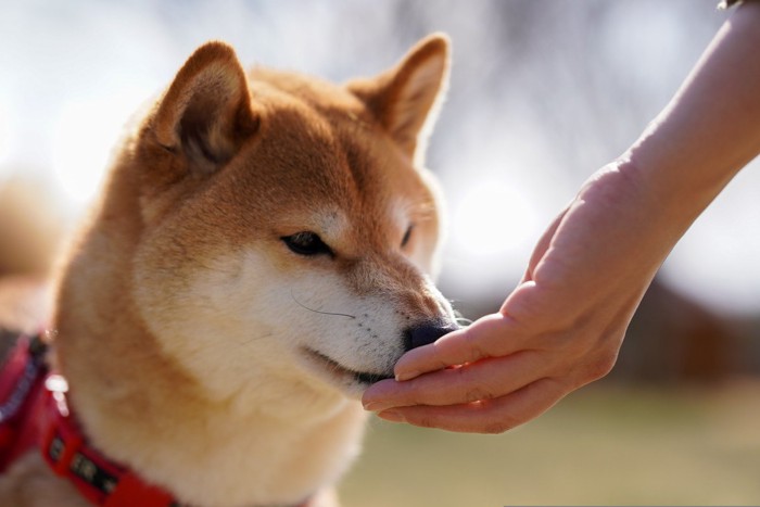 人の手と口元を近づける柴犬