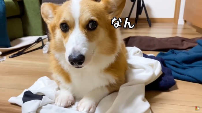 服の上に伏せる犬の顔