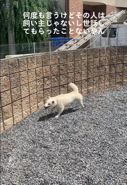 親戚のおじさんを見送るおもちちゃん5