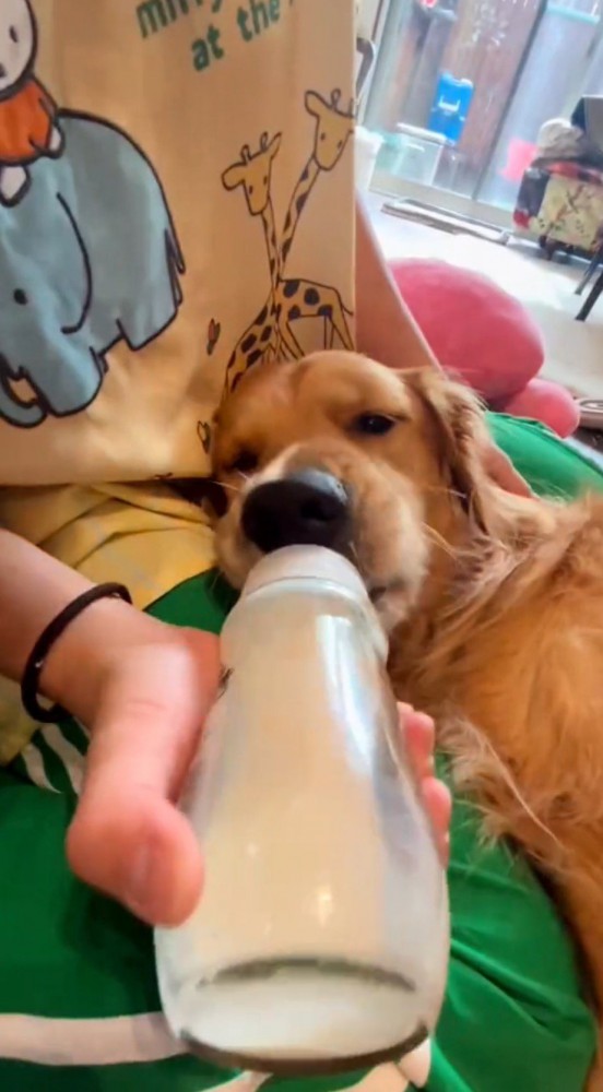 哺乳瓶を犬の口に近づける飼い主