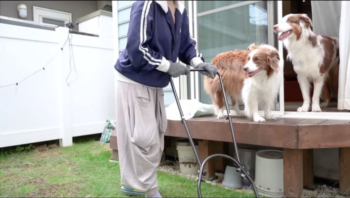 庭を掃除する女性を眺める2匹の犬