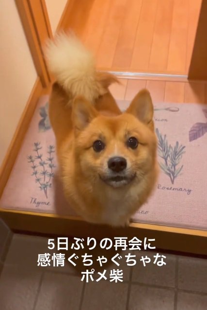 飼い主さんを見つめるもなかちゃん