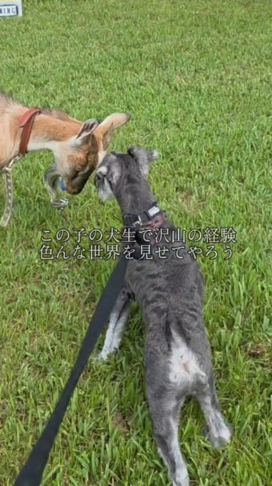 ヤギに頭を近づける犬