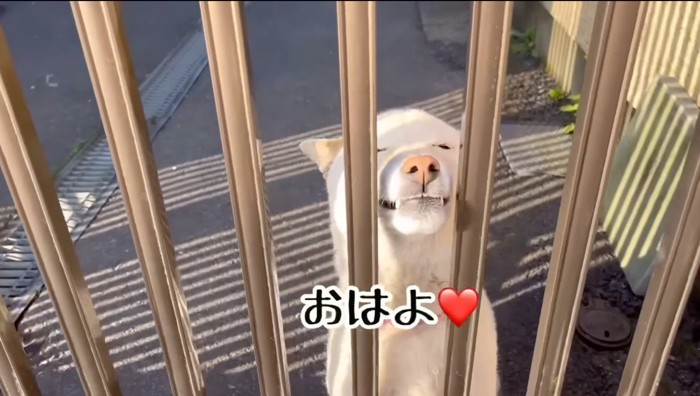 柵越しに投稿者に近寄る犬