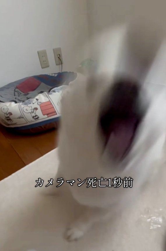 襲い掛かるベラちゃん