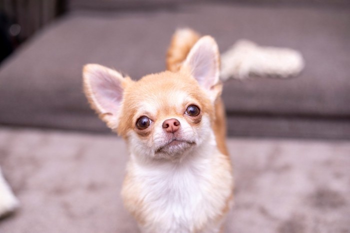 首をかしげる犬の顔のアップ