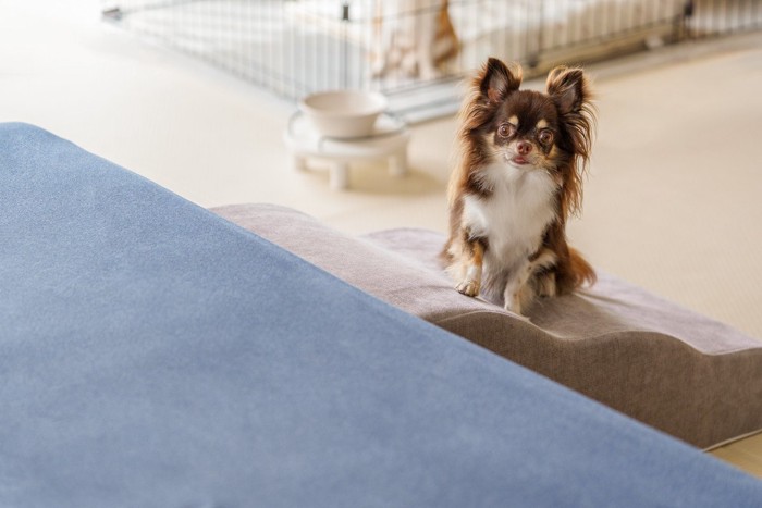 スロープに座るチワワ