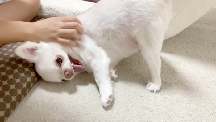 お姉ちゃんと喧嘩した時のコハクくん2