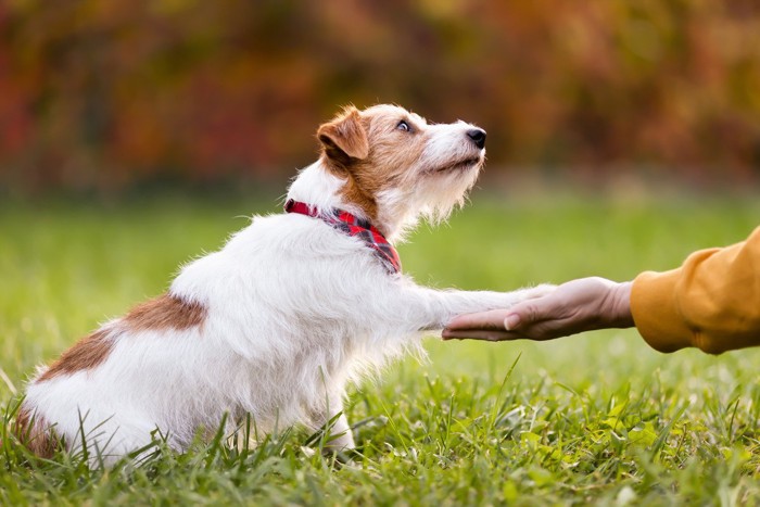 見つめながらオテをする犬