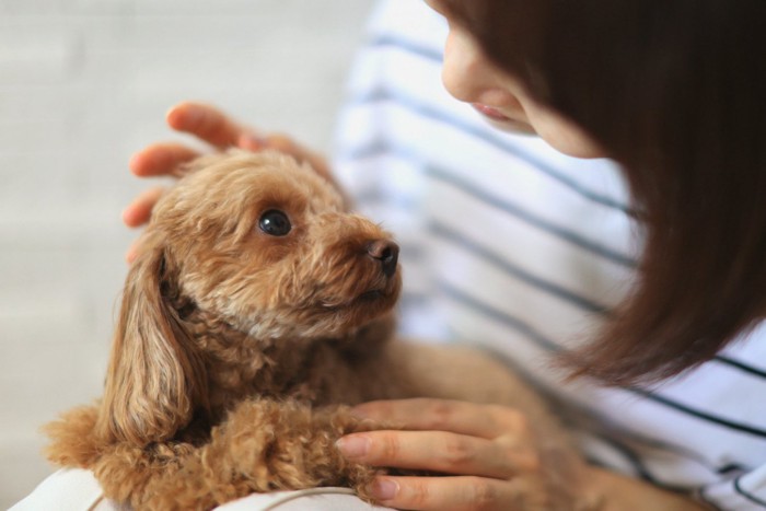 見つめ合う女性と犬