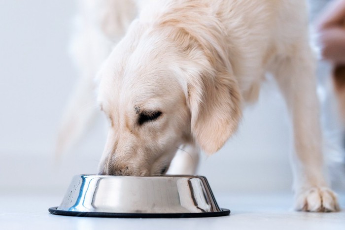 ご飯を食べている白い犬