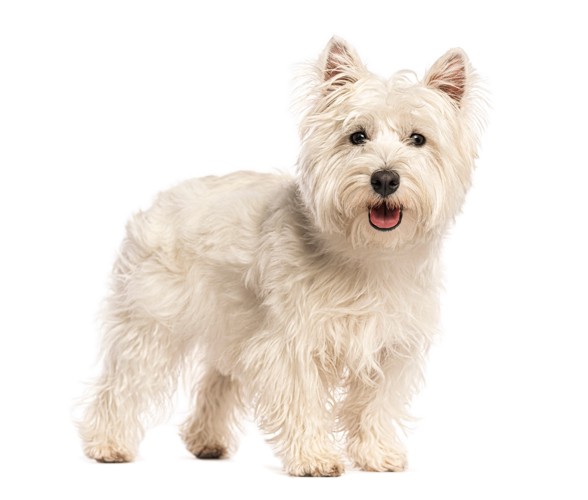 正面を見つめて立つウエスト・ハイランド・ホワイト・テリア