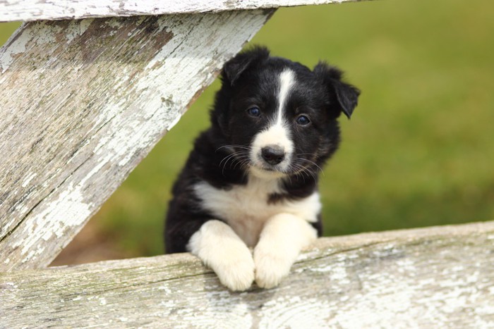 ボーダーコリーの子犬