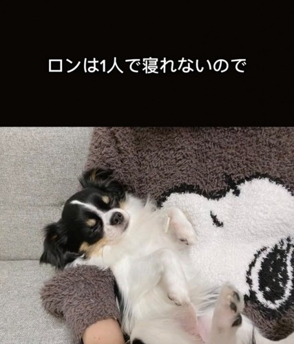 抱っこされて眠る犬