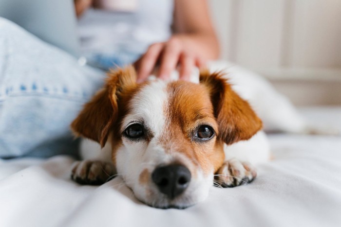 ソファーの上にいる犬と女性