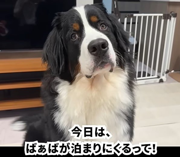 少し左に首を傾げる犬