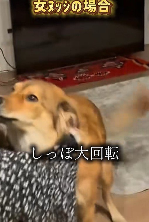 ラッキーくんの態度の違い8