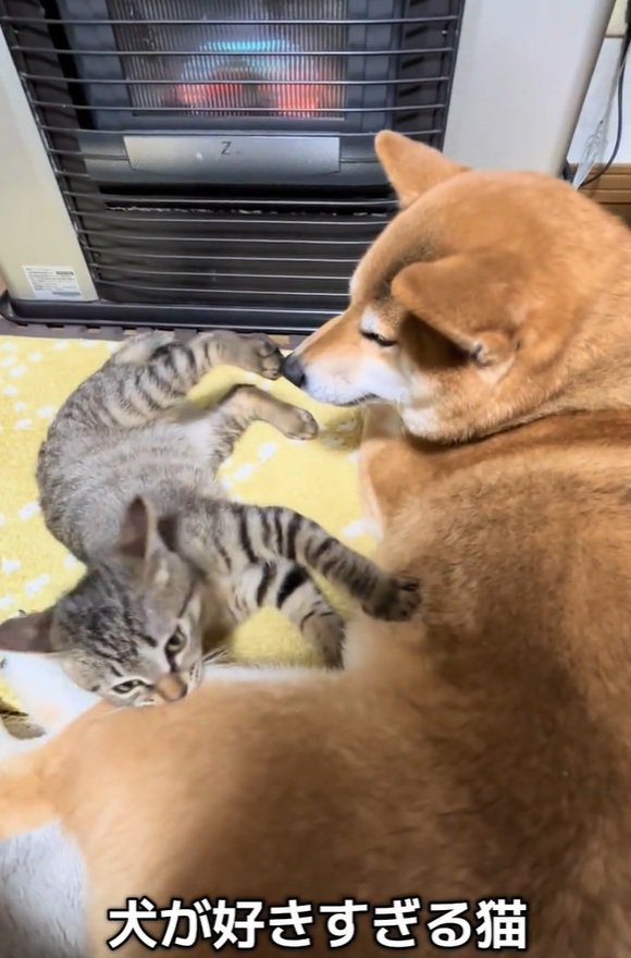 あんずちゃんに甘えるゆずくん