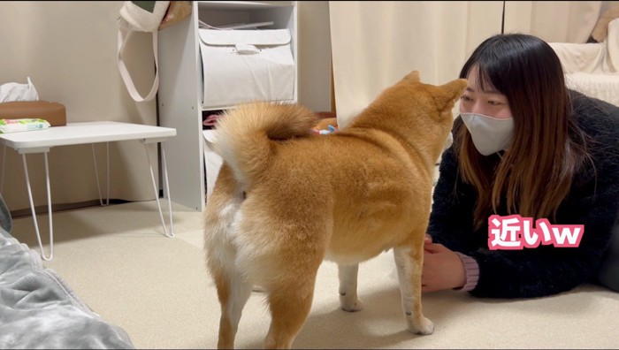 テレビを見ている飼い主の前に立つ犬