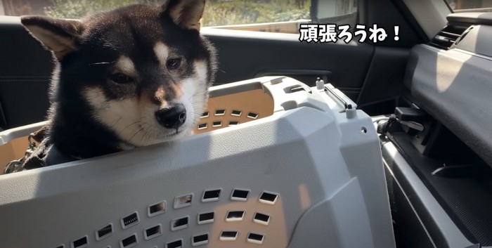 クレートの中でカメラの方を見てしょんぼりする柴犬