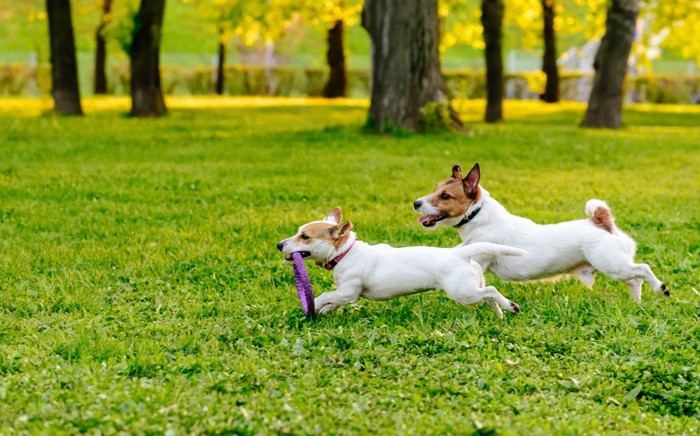 2頭の犬が横向きで走る