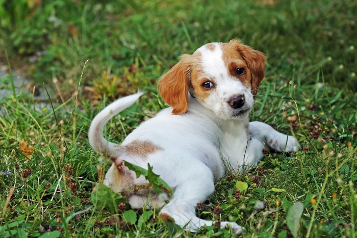 伏せてしっぽを振る犬