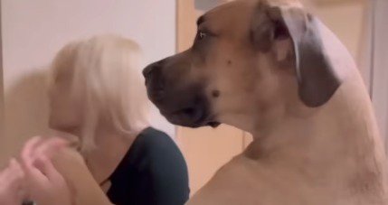 女性に詰め寄る超大型犬