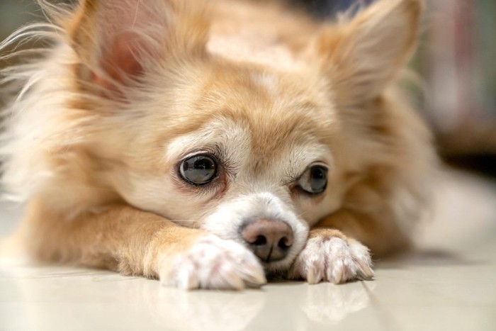 元気がない犬