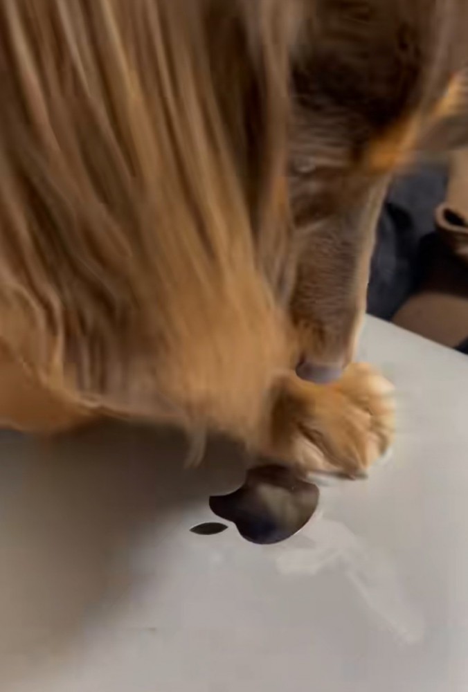 Appleマークを剥がそうとする犬