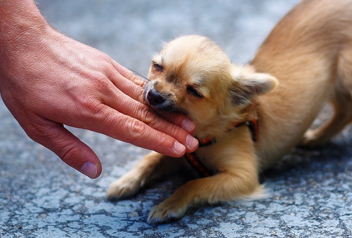 人の手を噛んでいるチワワの子犬