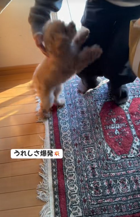 喜んでじゃれつく小型犬