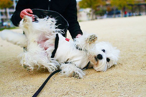 腹出し犬