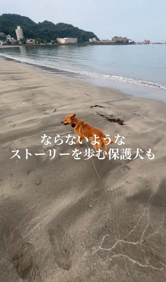 海辺を散歩する犬