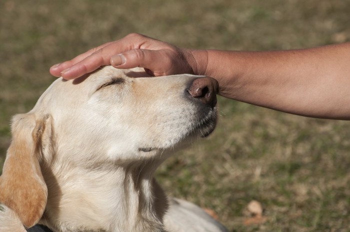 犬を撫でている人の手