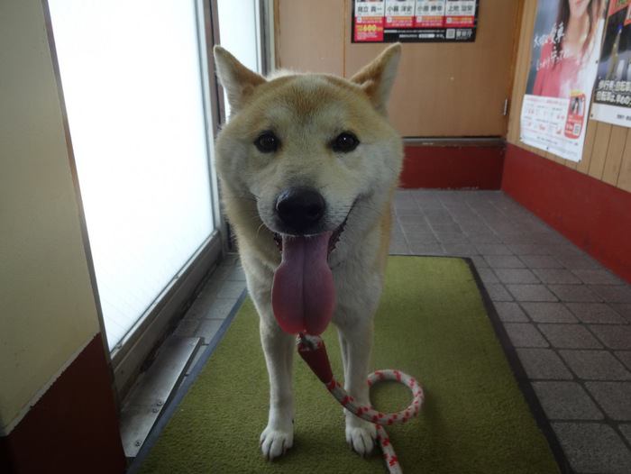 迷い犬を連れて警察にて 私の写真