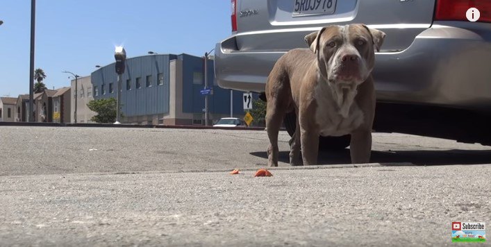 車の陰から出てきた犬