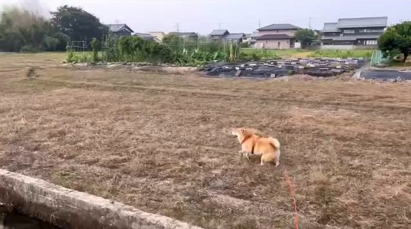 爆走するわらびちゃん