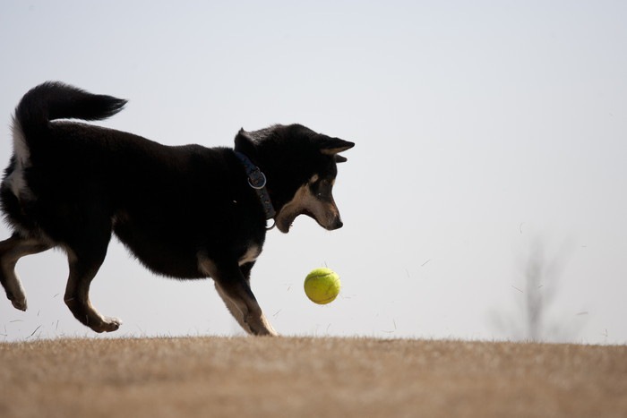 ボール遊びをする柴犬